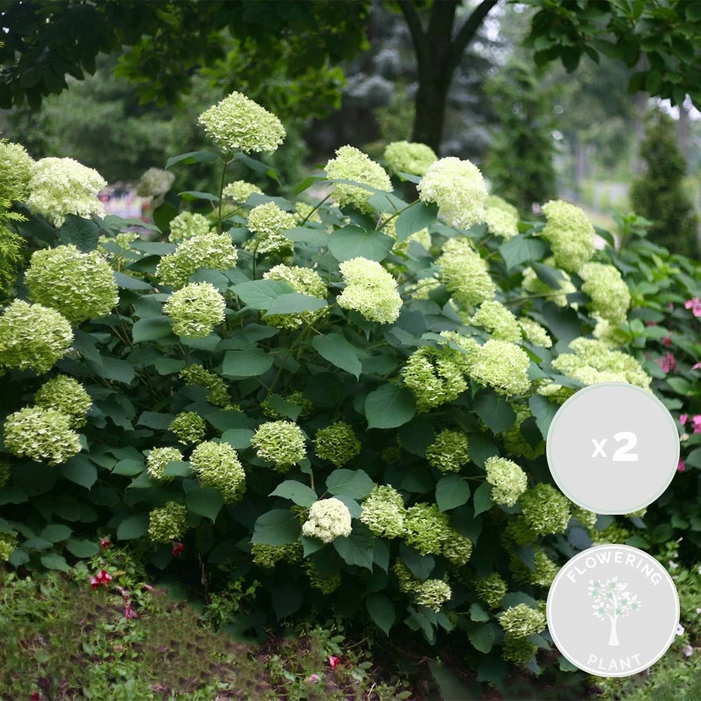 2x Hortensia 'little Lime' - Panicule D'hortensia - Vert - Arbuste - Rustique - ⌀19 Cm - ↕35-45 Cm 3 2x Hortensia 'little Lime' - Panicule D'hortensia - Vert - Arbuste - Rustique - ⌀19 Cm - ↕35-45 Cm