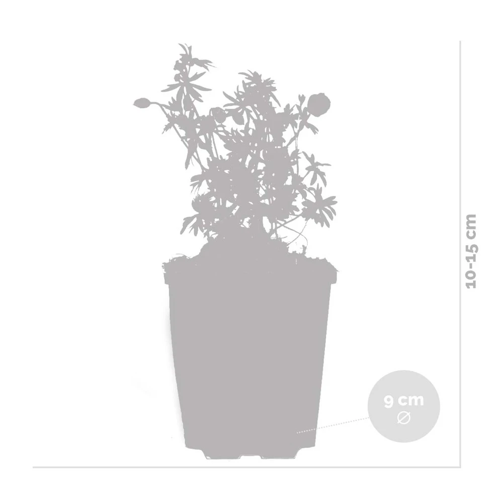 3x Geranium Sanguineum - Géranium Sanguin - Plante D'extérieur - Peu D'entretien – ⌀9 Cm - ↕10-15 Cm 6 3x Geranium Sanguineum - Géranium Sanguin - Plante D'extérieur - Peu D'entretien – ⌀9 Cm - ↕10-15 Cm – Image 4