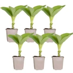 6x Hosta Sieboldiana 'elegans' - Lys Coeur - Vivace - Rustique – ⌀9 Cm - ↕10-15 Cm 7 6x Hosta Sieboldiana 'elegans' - Lys Coeur - Vivace - Rustique – ⌀9 Cm - ↕10-15 Cm -Terre et Verdure 640b75156ade27.05110266