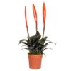 Vriesea Era – Torch Bromelia – Plante D'intérieur – Peu D'entretien – ⌀12 Cm – ↕40-50 Cm 1 Vriesea Era – Torch Bromelia – Plante D'intérieur – Peu D'entretien – ⌀12 Cm – ↕40-50 Cm -Terre et Verdure 640b751917ca98.66444288