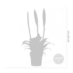 Vriesea Era – Torch Bromelia – Plante D'intérieur – Peu D'entretien – ⌀12 Cm – ↕40-50 Cm 11 Vriesea Era – Torch Bromelia – Plante D'intérieur – Peu D'entretien – ⌀12 Cm – ↕40-50 Cm -Terre et Verdure 640b75191d7d17.63926788