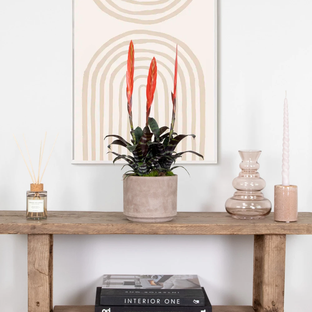 Vriesea Era – Torch Bromelia – Plante D'intérieur – Peu D'entretien – ⌀12 Cm – ↕40-50 Cm 6 Vriesea Era – Torch Bromelia – Plante D'intérieur – Peu D'entretien – ⌀12 Cm – ↕40-50 Cm – Image 4