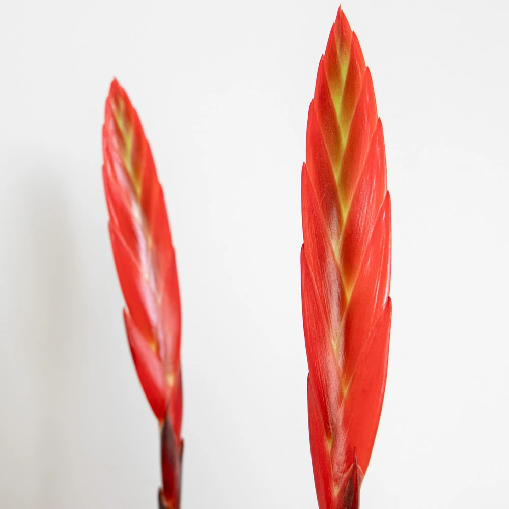 Vriesea Era – Torch Bromelia – Plante D'intérieur – Peu D'entretien – ⌀12 Cm – ↕40-50 Cm 5 Vriesea Era – Torch Bromelia – Plante D'intérieur – Peu D'entretien – ⌀12 Cm – ↕40-50 Cm – Image 3