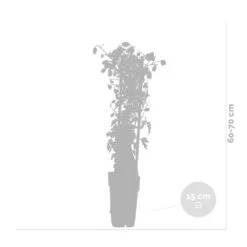 Hortensia 'petiolaris' - Hortensia Grimpant - Plante Grimpante - Autocollant - ⌀15 Cm - ↕60-70 Cm -Terre et Verdure 640b751f734084.15225905