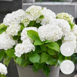 3x Hydrangea Macrophylla 'wudu' – Hortensia – Arbuste - Rustique – ⌀10.5 Cm - ↕20-25 Cm -Terre et Verdure 640b75299662f7.99688898