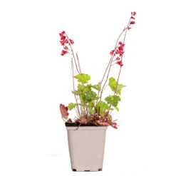 Heuchera Sanguinea 'splendens' - Campanule Pourpre - Vivace - Rustique – ⌀9 Cm - ↕10-15 Cm -Terre et Verdure 640b752ae108e8.21880536