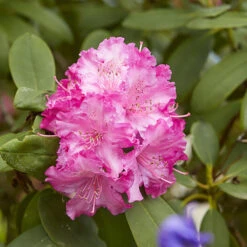 3x Rhododendron Mix – Rhododendron – Arbuste – Persistant – ⌀09 Cm - ↕15-20 Cm -Terre et Verdure 640b752eae9785.63393830