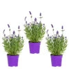 3x Lavandula Angustifolia 'ardèche Blue' - Lavande - Arbuste - Rustique – ⌀10.5 Cm - ↕10-15 Cm -Terre et Verdure 640b75312c0a23.64991701