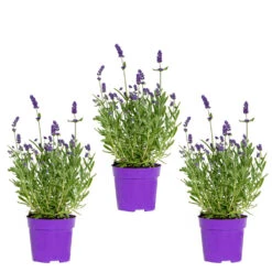 3x Lavandula Angustifolia 'ardèche Blue' - Lavande - Arbuste - Rustique – ⌀10.5 Cm - ↕10-15 Cm