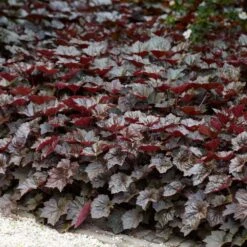 Heuchera Micrantha 'palace Purple' - Campanule - Vivace - Rustique – ⌀9 Cm - ↕10-15 Cm -Terre et Verdure 640b753642c461.03995260