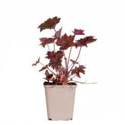 Heuchera Micrantha 'palace Purple' - Campanule - Vivace - Rustique – ⌀9 Cm - ↕10-15 Cm -Terre et Verdure 640b75364d88f4.69351968