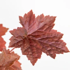 Heuchera Micrantha 'palace Purple' - Campanule - Vivace - Rustique – ⌀9 Cm - ↕10-15 Cm -Terre et Verdure 640b7536847767.03860635