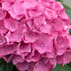 3x Hydrangea Macrophylla 'early Pink' - Hortensia - Arbuste - Rustique – ⌀10.5 Cm - ↕20-25 Cm -Terre et Verdure 640b75390710b1.57621117