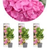 3x Hydrangea Macrophylla 'early Pink' - Hortensia - Arbuste - Rustique – ⌀10.5 Cm - ↕20-25 Cm -Terre et Verdure 640b75390c57b2.49500350
