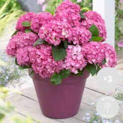 3x Hydrangea Macrophylla 'early Pink' - Hortensia - Arbuste - Rustique – ⌀10.5 Cm - ↕20-25 Cm -Terre et Verdure 640b75391479c3.66645509