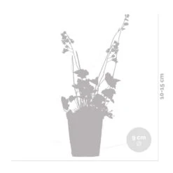 3x Heuchera Sanguinea 'splendens' - Campanule Pourpre - Vivace - Rustique – ⌀9 Cm - ↕10-15 Cm -Terre et Verdure 640b753b588267.39155813