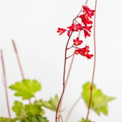 3x Heuchera Sanguinea 'splendens' - Campanule Pourpre - Vivace - Rustique – ⌀9 Cm - ↕10-15 Cm -Terre et Verdure 640b753b768c33.89146621