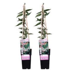 2x Lonicera Henryi – Chèvrefeuille – Plante Grimpante – Persistant – ⌀15 Cm - ↕60-70 Cm -Terre et Verdure 640b753f2a8805.40626675