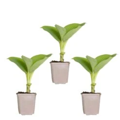 3x Hosta Sieboldiana 'elegans' - Lys Coeur - Vivace - Rustique – ⌀9 Cm - ↕10-15 Cm -Terre et Verdure 640b754a6ca3b4.55057419