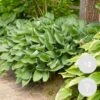 3x Hosta Sieboldiana 'elegans' - Lys Coeur - Vivace - Rustique – ⌀9 Cm - ↕10-15 Cm -Terre et Verdure 640b754a78d885.41776520