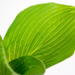 3x Hosta Sieboldiana 'elegans' - Lys Coeur - Vivace - Rustique – ⌀9 Cm - ↕10-15 Cm -Terre et Verdure 640b754a86d113.21119952