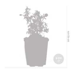 Geranium Sanguineum - Géranium Sanguin - Plante D'extérieur - Peu D'entretien – ⌀9 Cm - ↕10-15 Cm 9 Geranium Sanguineum - Géranium Sanguin - Plante D'extérieur - Peu D'entretien – ⌀9 Cm - ↕10-15 Cm -Terre et Verdure 640b754bb7edf8.96905081