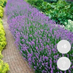 6x Lavandula Angustifolia 'ardèche' - Lavande - Arbuste - Rustique – ⌀12 Cm - ↕20-25 Cm -Terre et Verdure 640b754f63dd82.58792542