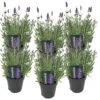 6x Lavandula Angustifolia 'ardèche' - Lavande - Arbuste - Rustique – ⌀12 Cm - ↕20-25 Cm 1 6x Lavandula Angustifolia 'ardèche' - Lavande - Arbuste - Rustique – ⌀12 Cm - ↕20-25 Cm -Terre et Verdure 640b754f6ecdb6.55531154