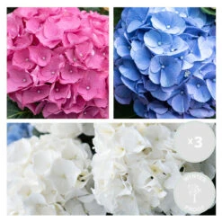 3x Hydrangea Macrophylla Mix – Hortensia – Arbuste - Rustique – ⌀10.5 Cm - ↕20-25 Cm 8 3x Hydrangea Macrophylla Mix – Hortensia – Arbuste - Rustique – ⌀10.5 Cm - ↕20-25 Cm -Terre et Verdure 640b75511fe087.53827328