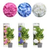 3x Hydrangea Macrophylla Mix – Hortensia – Arbuste - Rustique – ⌀10.5 Cm - ↕20-25 Cm -Terre et Verdure 640b7551260963.66529080