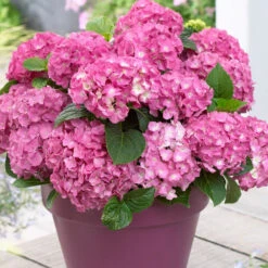 3x Hydrangea Macrophylla Mix – Hortensia – Arbuste - Rustique – ⌀10.5 Cm - ↕20-25 Cm 10 3x Hydrangea Macrophylla Mix – Hortensia – Arbuste - Rustique – ⌀10.5 Cm - ↕20-25 Cm -Terre et Verdure 640b755130da50.05303611