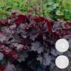 3x Heuchera Micrantha 'palace Purple' - Purple Bell - Vivace - Rustique – ⌀9 Cm - ↕10-15 Cm -Terre et Verdure 640b7565b21642.99853932