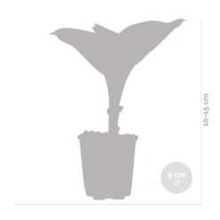 Hosta Sieboldiana 'elegans' - Lys Coeur - Vivace - Rustique – ⌀9 Cm - ↕10-15 Cm -Terre et Verdure 640b7566b95e84.95851631