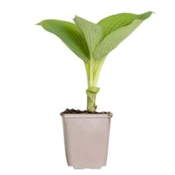 Hosta Sieboldiana 'elegans' - Lys Coeur - Vivace - Rustique – ⌀9 Cm - ↕10-15 Cm -Terre et Verdure 640b7566bf29d9.04554643