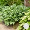 Hosta Sieboldiana 'elegans' - Lys Coeur - Vivace - Rustique – ⌀9 Cm - ↕10-15 Cm -Terre et Verdure 640b7566c25558.60984327