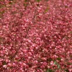 6x Heuchera Sanguinea 'splendens' - Campanule Pourpre - Vivace - Rustique – ⌀9 Cm - ↕10-15 Cm -Terre et Verdure 640b756ea5fe44.25663321