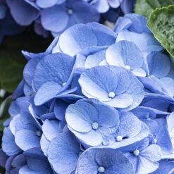 3x Hydrangea Macrophylla 'early Blue' - Hortensia - Arbuste - Rustique – ⌀10.5 Cm - ↕20-25 Cm 9 3x Hydrangea Macrophylla 'early Blue' - Hortensia - Arbuste - Rustique – ⌀10.5 Cm - ↕20-25 Cm -Terre et Verdure 640b756fa338e5.53285935