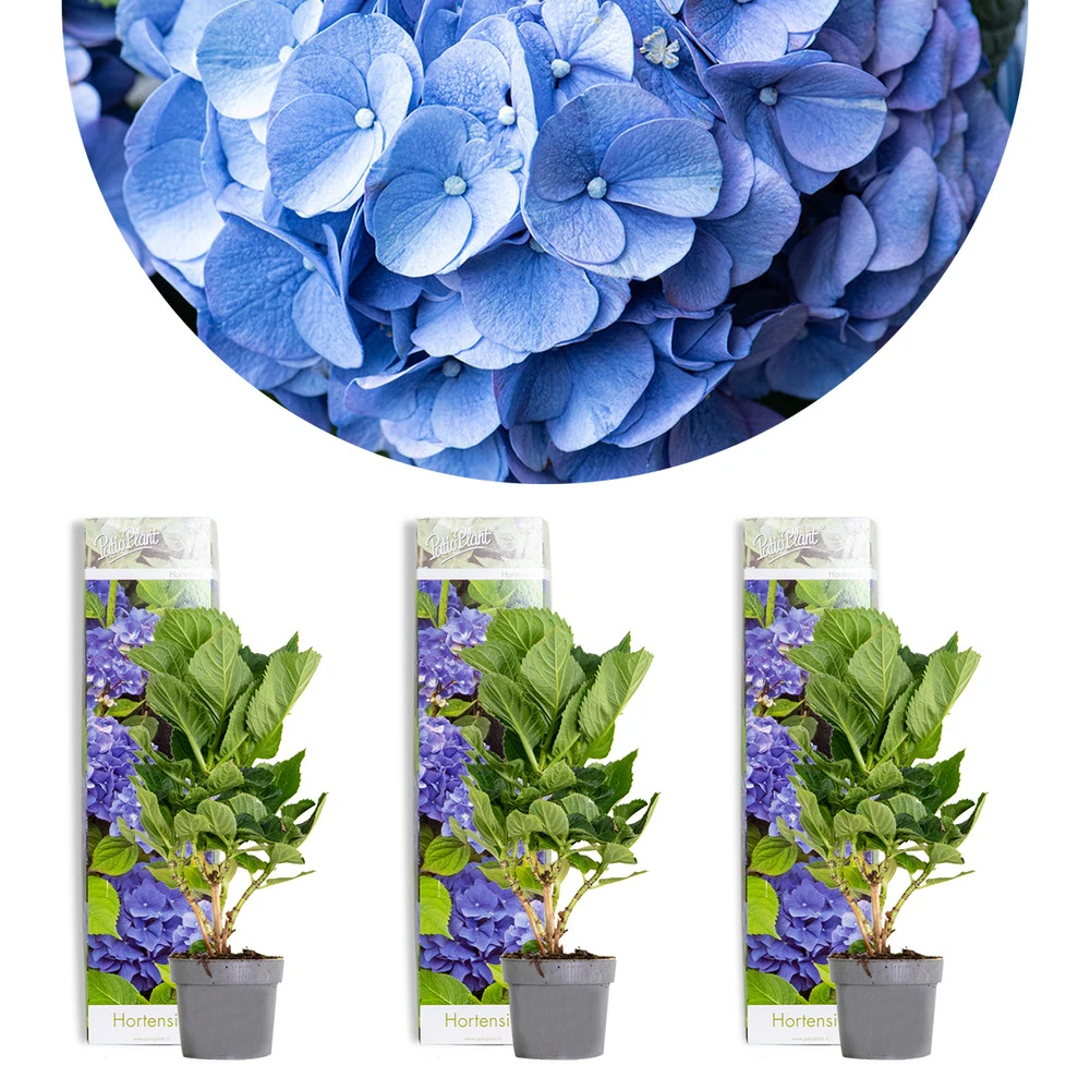 3x Hydrangea Macrophylla 'early Blue' - Hortensia - Arbuste - Rustique – ⌀10.5 Cm - ↕20-25 Cm 3 3x Hydrangea Macrophylla 'early Blue' - Hortensia - Arbuste - Rustique – ⌀10.5 Cm - ↕20-25 Cm
