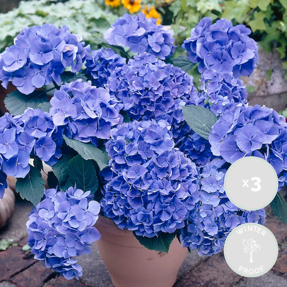 3x Hydrangea Macrophylla 'early Blue' - Hortensia - Arbuste - Rustique – ⌀10.5 Cm - ↕20-25 Cm 4 3x Hydrangea Macrophylla 'early Blue' - Hortensia - Arbuste - Rustique – ⌀10.5 Cm - ↕20-25 Cm – Image 2