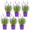 6x Lavandula Angustifolia 'ardèche Blue' - Lavande - Arbuste - Rustique – ⌀10.5 Cm - ↕10-15 Cm -Terre et Verdure 640b75717ab6c1.72123439