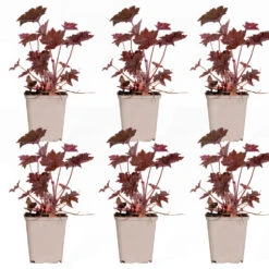 6x Heuchera Micrantha 'palace Purple' - Purple Bell - Vivace - Rustique – ⌀9 Cm - ↕10-15 Cm 8 6x Heuchera Micrantha 'palace Purple' - Purple Bell - Vivace - Rustique – ⌀9 Cm - ↕10-15 Cm -Terre et Verdure 640b75728b7515.14498927