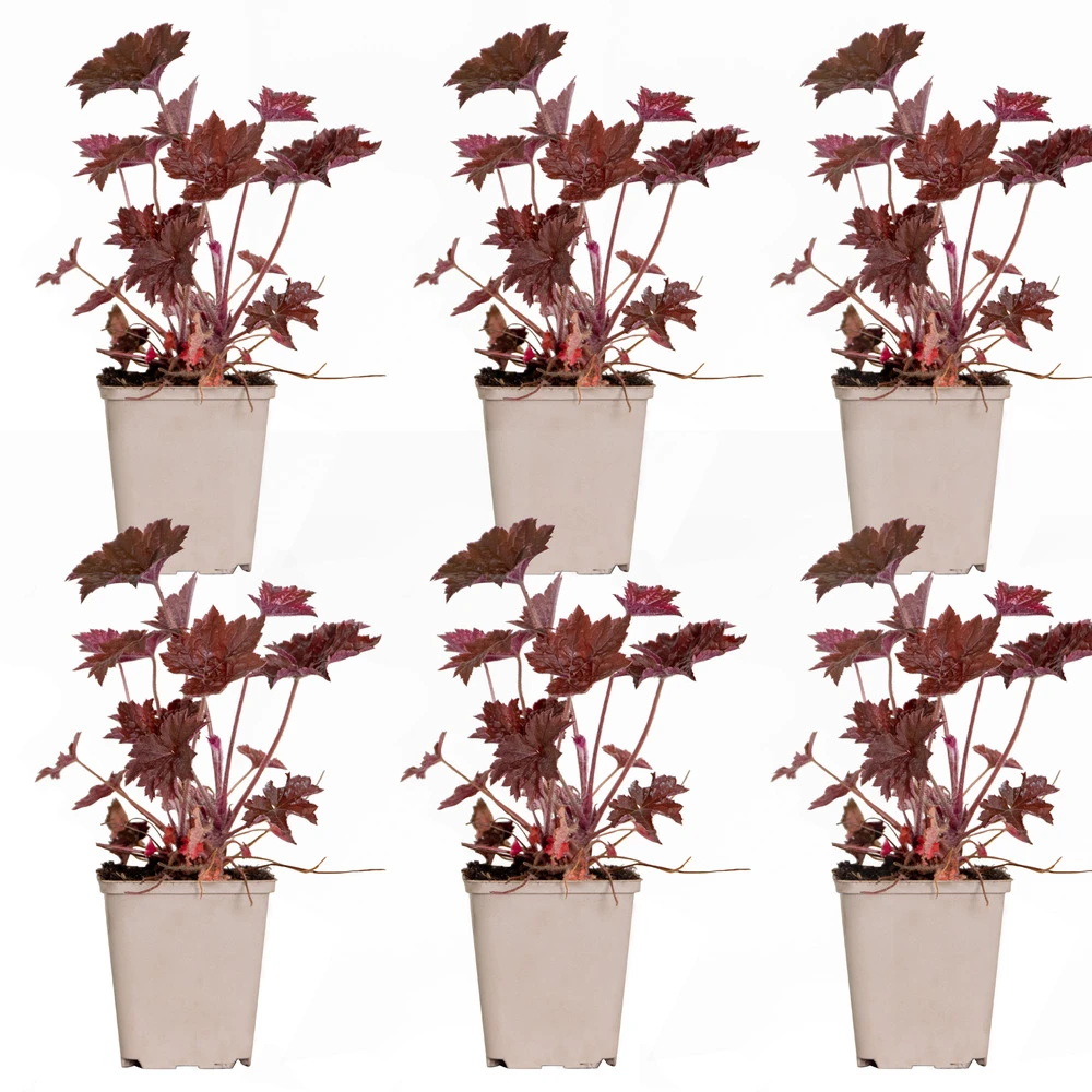 6x Heuchera Micrantha 'palace Purple' - Purple Bell - Vivace - Rustique – ⌀9 Cm - ↕10-15 Cm 4 6x Heuchera Micrantha 'palace Purple' - Purple Bell - Vivace - Rustique – ⌀9 Cm - ↕10-15 Cm – Image 2
