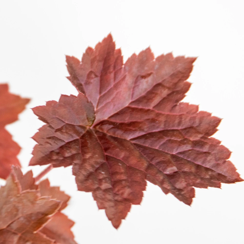 6x Heuchera Micrantha 'palace Purple' - Purple Bell - Vivace - Rustique – ⌀9 Cm - ↕10-15 Cm 7 6x Heuchera Micrantha 'palace Purple' - Purple Bell - Vivace - Rustique – ⌀9 Cm - ↕10-15 Cm – Image 5