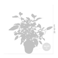 Hydrangea Paniculata 'little Lime' - Hortensia Panache - Arbuste - Rustique – ⌀19 Cm - ↕35-45 Cm -Terre et Verdure 640b75758fba68.03143954