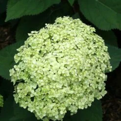 Hydrangea Paniculata 'little Lime' - Hortensia Panache - Arbuste - Rustique – ⌀19 Cm - ↕35-45 Cm -Terre et Verdure 640b75759697d4.22308834