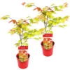 2x Acer Shirasawanum 'moonrise' - érable Du Japon - Arbuste - Rustique - ⌀19 Cm - ↕40-50 Cm -Terre et Verdure 640b757781de36.21109486