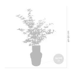 2x Acer Shirasawanum 'moonrise' - érable Du Japon - Arbuste - Rustique - ⌀19 Cm - ↕40-50 Cm -Terre et Verdure 640b75778741e7.39248989