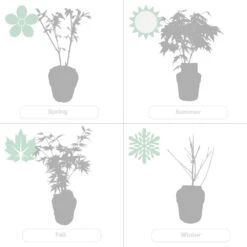 2x Acer Shirasawanum 'moonrise' - érable Du Japon - Arbuste - Rustique - ⌀19 Cm - ↕40-50 Cm -Terre et Verdure 640b75778df031.60935588