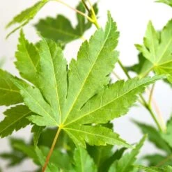 Acer Palmatum 'going Green' - érable Du Japon - Arbuste - Rustique – ⌀10,5 Cm - ↕25-30 Cm -Terre et Verdure 640b7579d22548.51765392