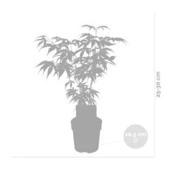 Acer Palmatum 'butterfly' – érable Du Japon – Arbuste – Rustique – ⌀10,5 Cm - ↕25-30 Cm -Terre et Verdure 640b7584331f62.30491547